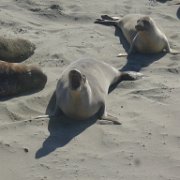 Elephant Seals at San Simeon
